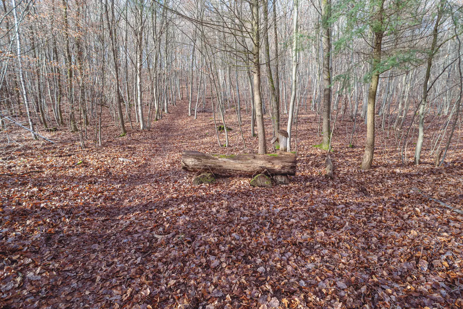 Baumfällung – Forst-Hunter NyMa